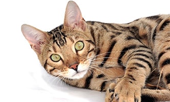 ZOO & Co. | Bengalkatze